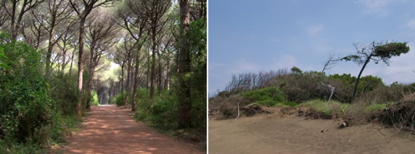 Riserva Biogenetica dei Tomboli di Cecina