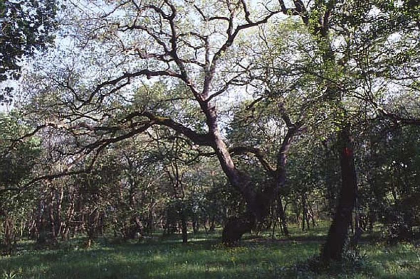 Parco della Sterpaia